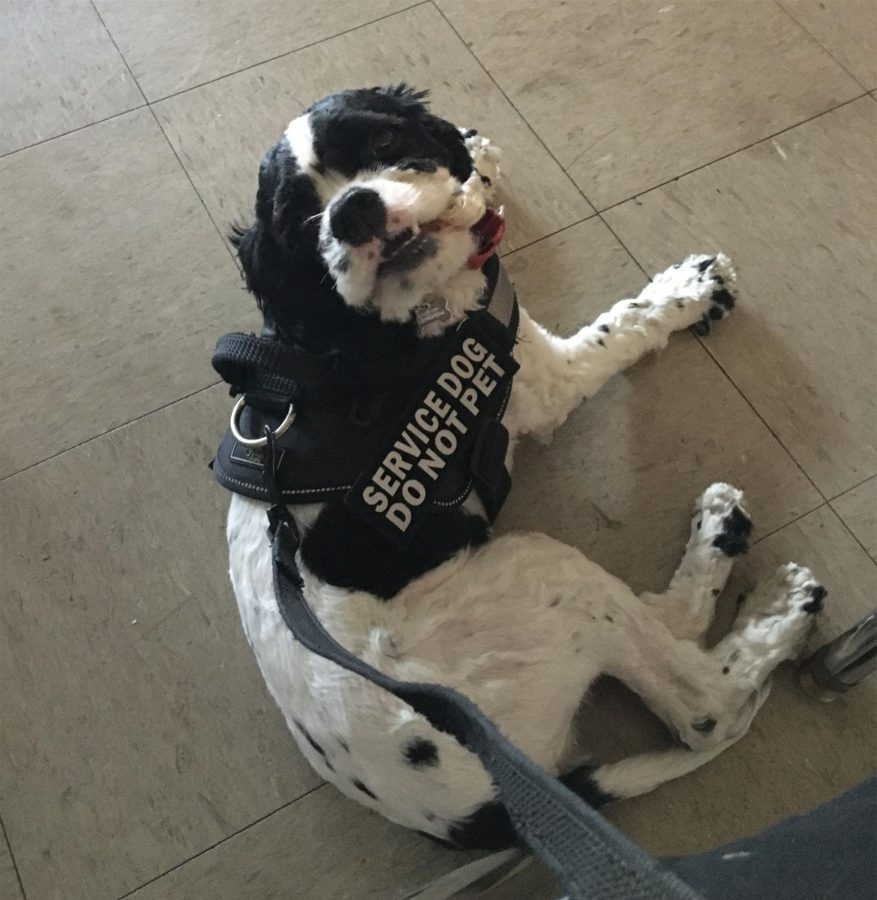 Karen Díaz's emotional support dog "Snoopy" helps them manage anxiety attacks and make new friends.